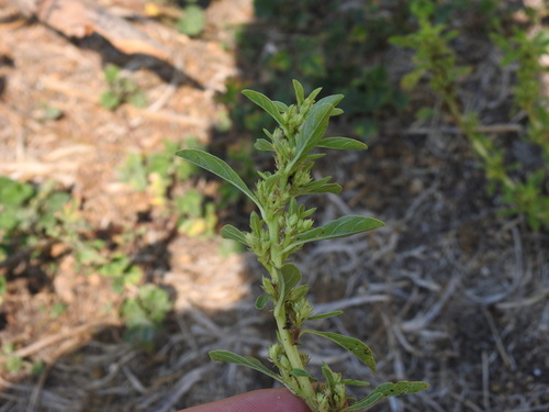 Amaranthus blitoides, photograph 4