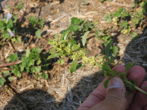 Amaranthus blitoides, photograph 5