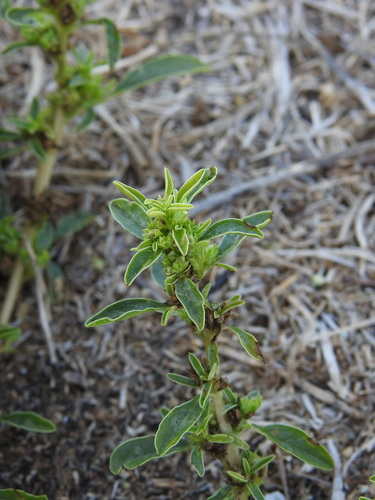 Amaranthus blitoides, photograph 6