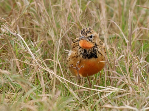 iNaturalist image