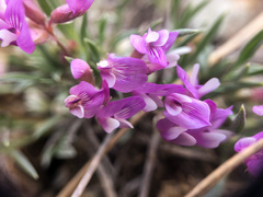 Astragalus spatulatus