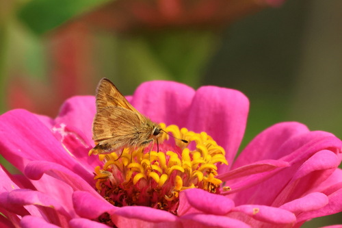 Woodland Skipper