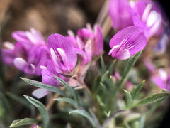 Astragalus spatulatus