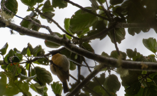 Pteridophora alberti observed 2026-08-16