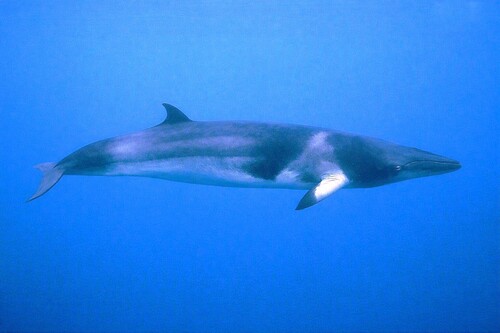 Common Minke Whale