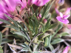 Astragalus spatulatus