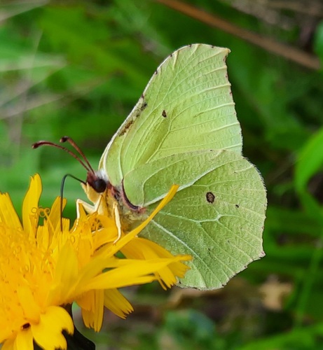 Common Brimstone
