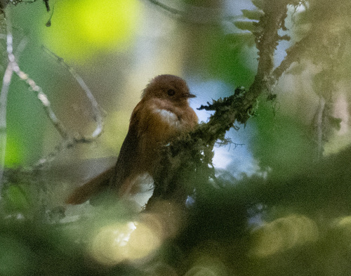 Rhipidura brachyrhyncha observed 2026-08-15
