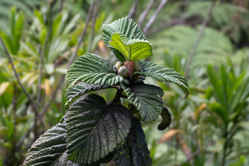 Ficus dammaropsis observed 2026-08-15