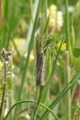 Thisanotia chrysonuchella