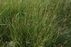 Carex stenophylla