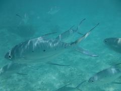 Trachinotus baillonii