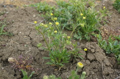 Ranunculus arvensis