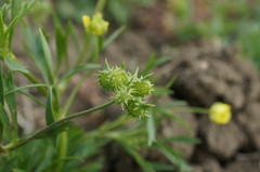 Ranunculus arvensis