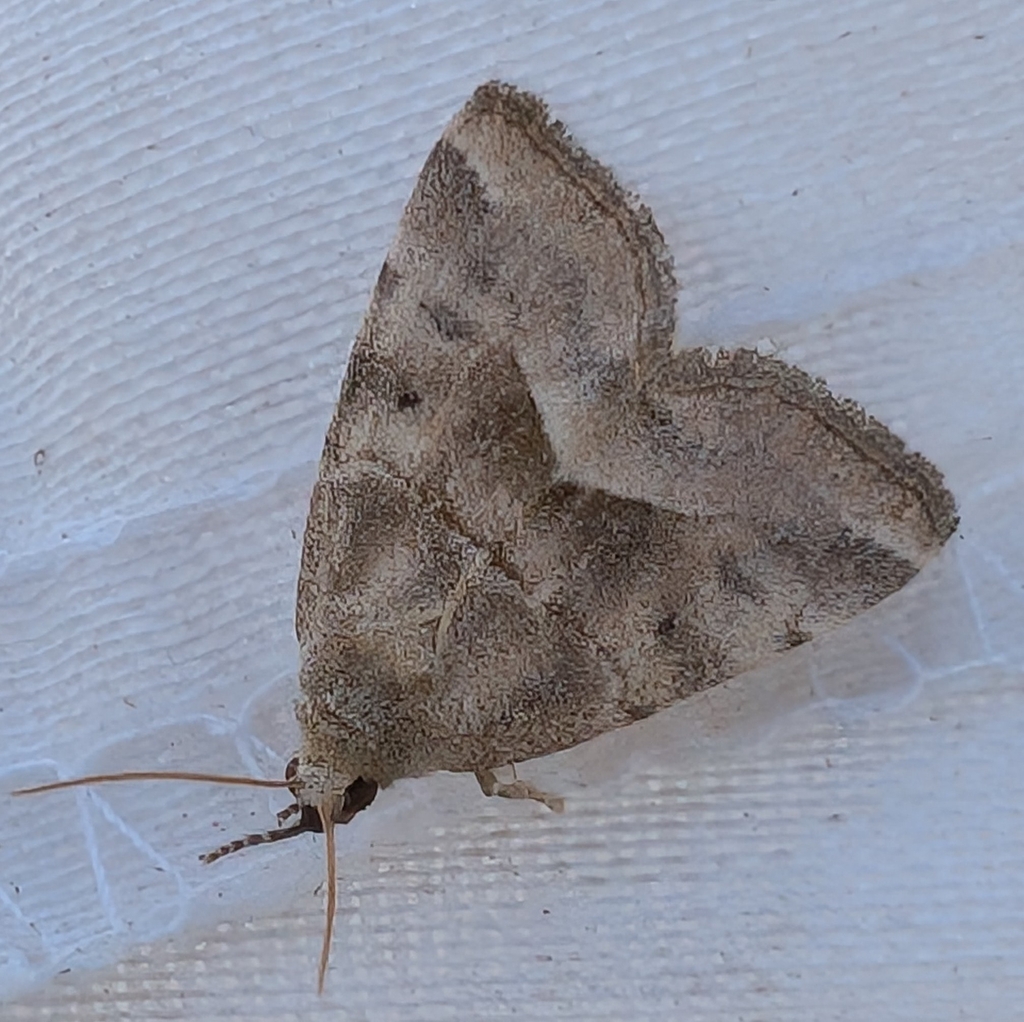 Plagiomimicus expallidus