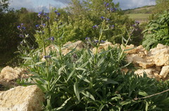 Anchusa leptophylla