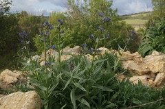 Anchusa leptophylla