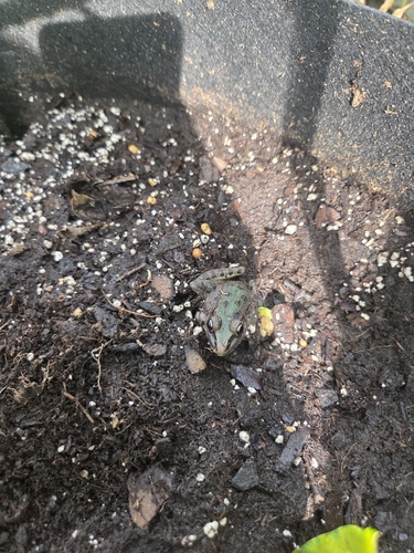 Southern Leopard Frog