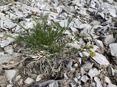 Lomatium graveolens alpinum
