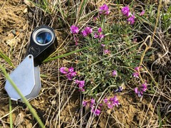 Astragalus spatulatus