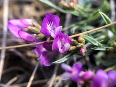 Astragalus spatulatus