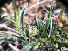 Astragalus spatulatus
