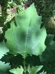 Smallanthus uvedalia