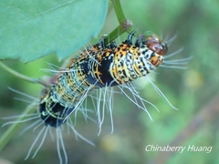 Mimeusemia vilemani