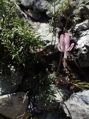 Dicentra pauciflora