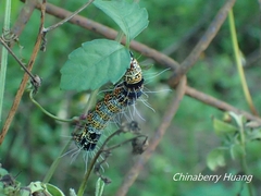 Mimeusemia vilemani