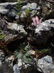 Dicentra pauciflora