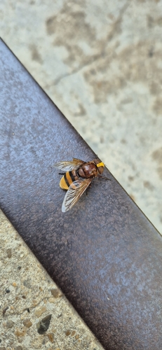 Hornet Mimic Hover Fly