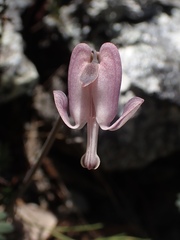 Dicentra pauciflora