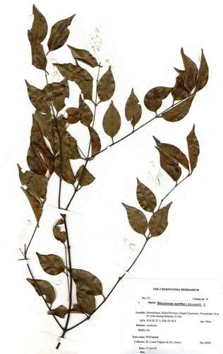 whitewood bitterberry (Strychnos xantha)