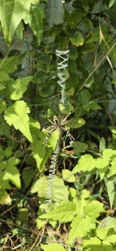Wasp Spider