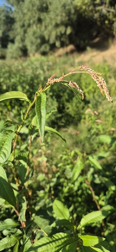 pale smartweed