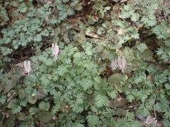 Dicentra pauciflora