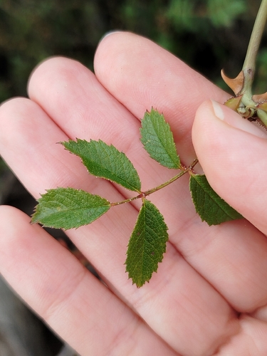 Field Briar