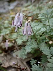 Dicentra pauciflora