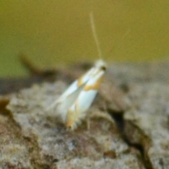 Phyllonorycter roboris