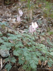 Dicentra pauciflora