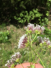 Valerianella longiflora