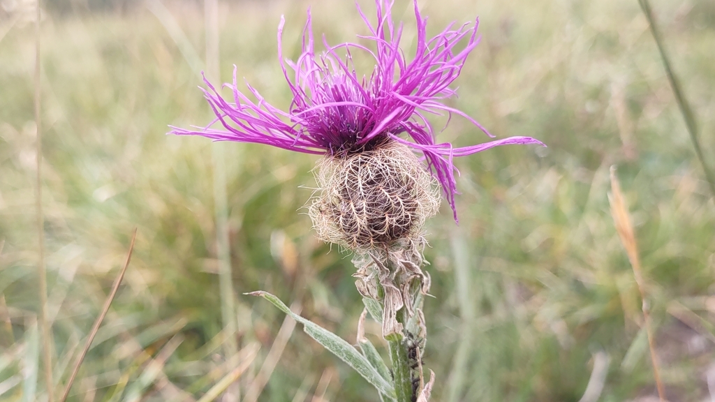 Centaurea nervosa; photograph author not stated, no rights reserved