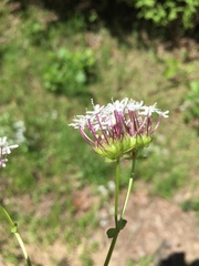 Valerianella longiflora