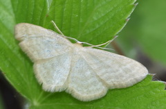 Idaea pallidata