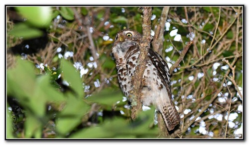 iNaturalist image