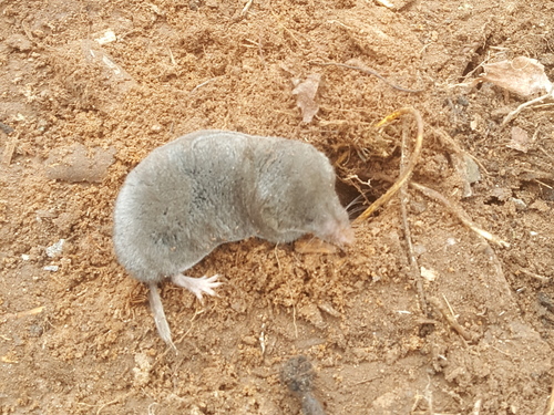 ブラリナトガリネズミ