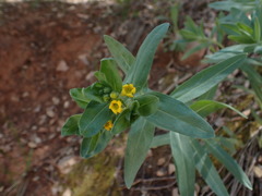Lithospermum californicum