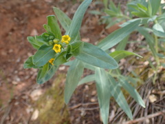 Lithospermum californicum