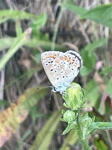 Common Blue